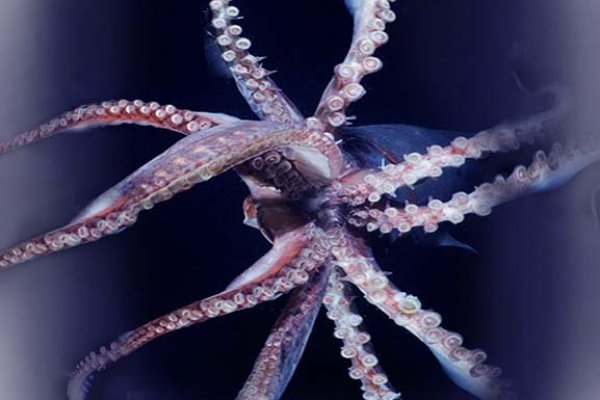 Kraken darknet ссылка